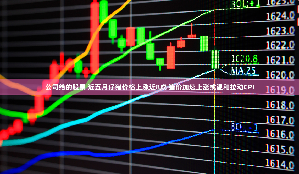 公司给的股票 近五月仔猪价格上涨近8成 猪价加速上涨或温和拉动CPI